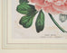 Set of Nine Botanical Lithograph Prints after Louis Van Houtte