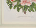 Set of Nine Botanical Lithograph Prints after Louis Van Houtte