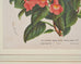 Set of Nine Botanical Lithograph Prints after Louis Van Houtte