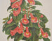 Set of Nine Botanical Lithograph Prints after Louis Van Houtte