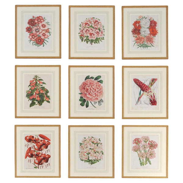 Set of Nine Botanical Lithograph Prints after Louis Van Houtte