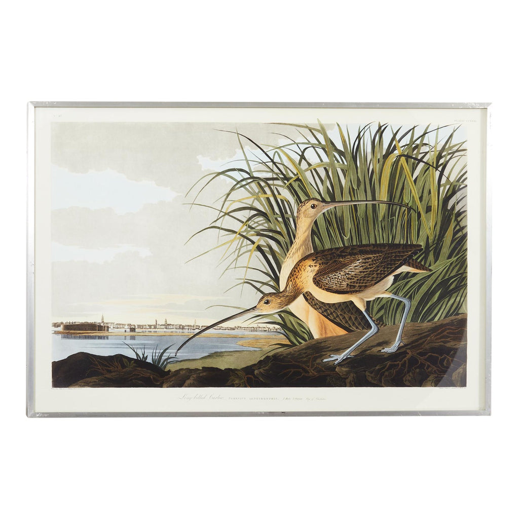 Audubon Long Billed Curlew Plate #231 Havell Oppenheimer Edition