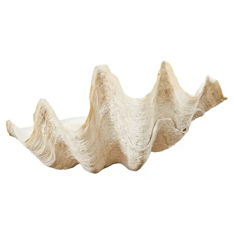 Natural South Pacific Giant Clam Shell Specimen