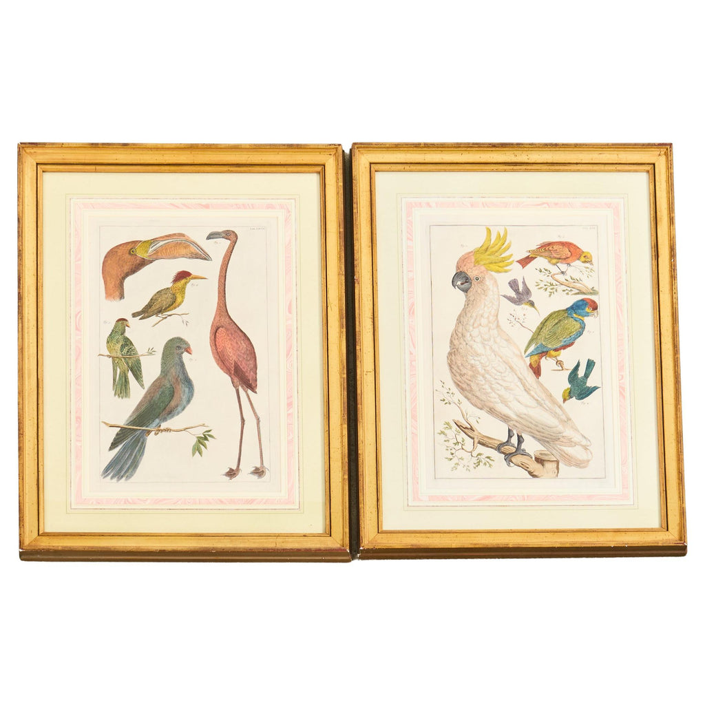 Albertus Seba Pair Hand Colored Ornithological Bird Prints