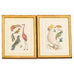 Albertus Seba Pair Hand Colored Ornithological Bird Prints