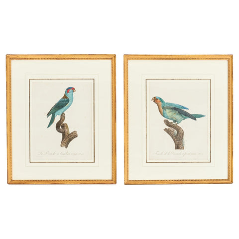 Pair Jacques Barraband Hand Colored Ornithological Bird Prints