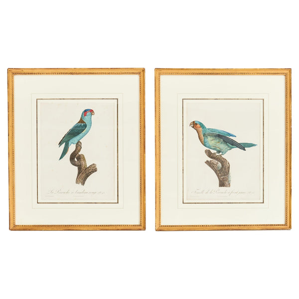 Pair Jacques Barraband Hand Colored Ornithological Bird Prints