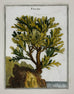 18th Century Botanical Seaweed Print from Natural Curiosities