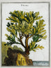 18th Century Botanical Seaweed Print from Natural Curiosities