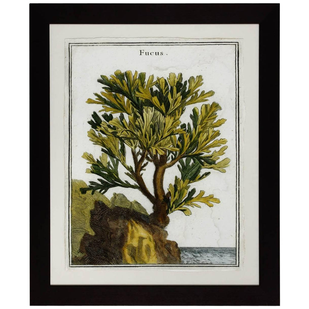 18th Century Botanical Seaweed Print from Natural Curiosities