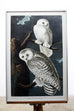 Audubon Snowy Owl Plate #121 Havell Oppenheimer Edition