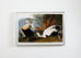Audubon Eider Duck Plate #246 Havell Oppenheimer Edition