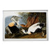 Audubon Eider Duck Plate #246 Havell Oppenheimer Edition