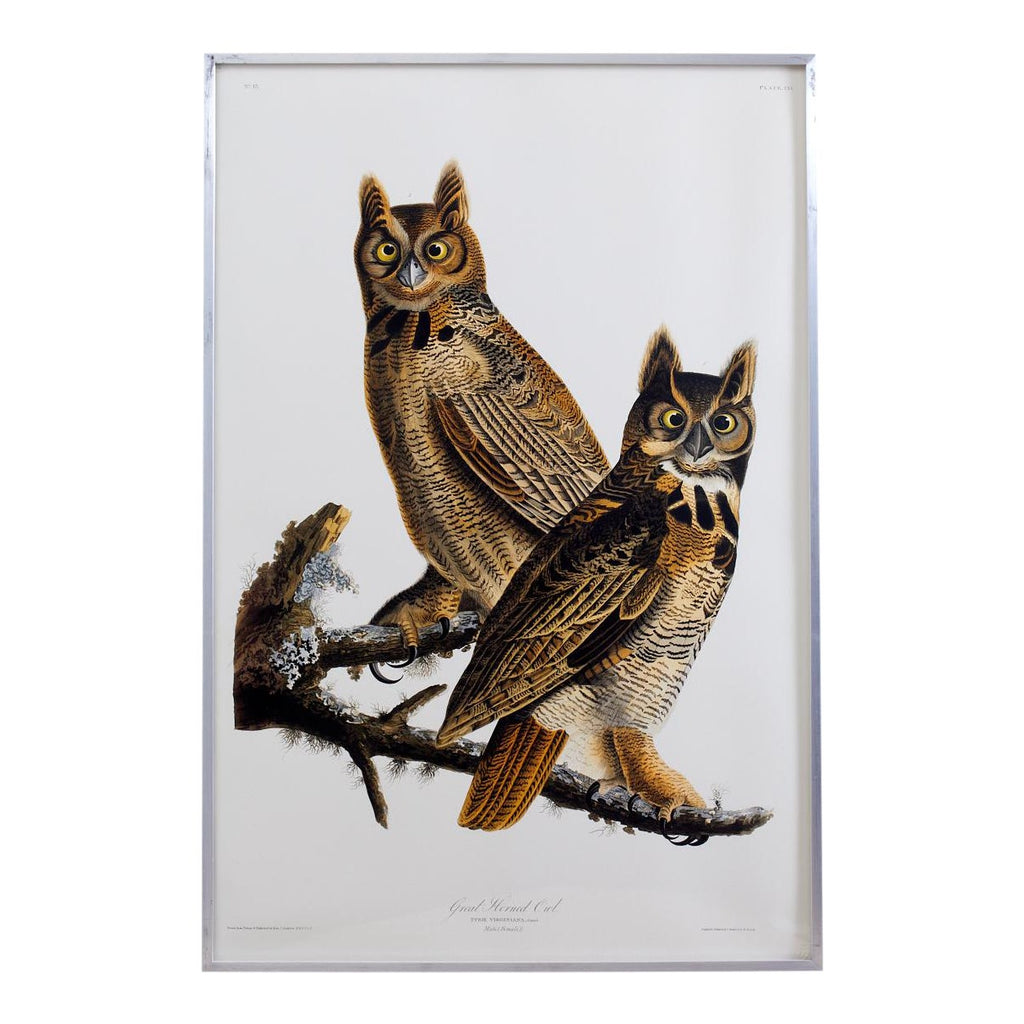 Audubon Great Horned Owl Plate #61 Havell Oppenheimer Edition