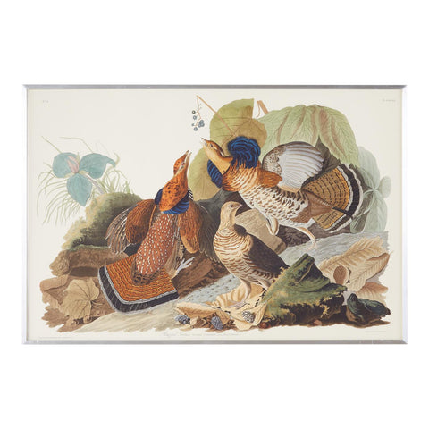 Audubon Ruffed Groüse Plate #41 Havell Edition