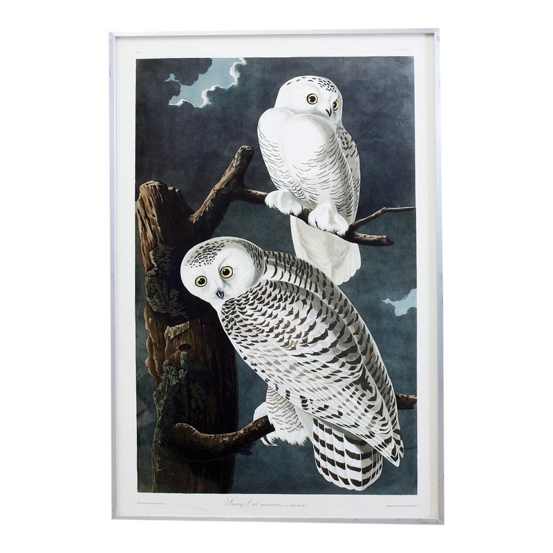 Audubon Snowy Owl Plate #121 Havell Oppenheimer Edition