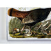 Wild Turkey Plate #6 Havell Oppenheimer Edition